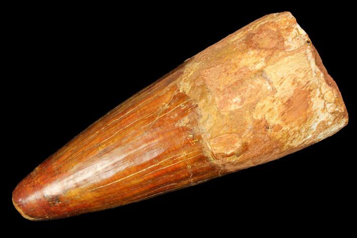 Cretaceous Fossil Crocodile Tooth - Morocco #154946